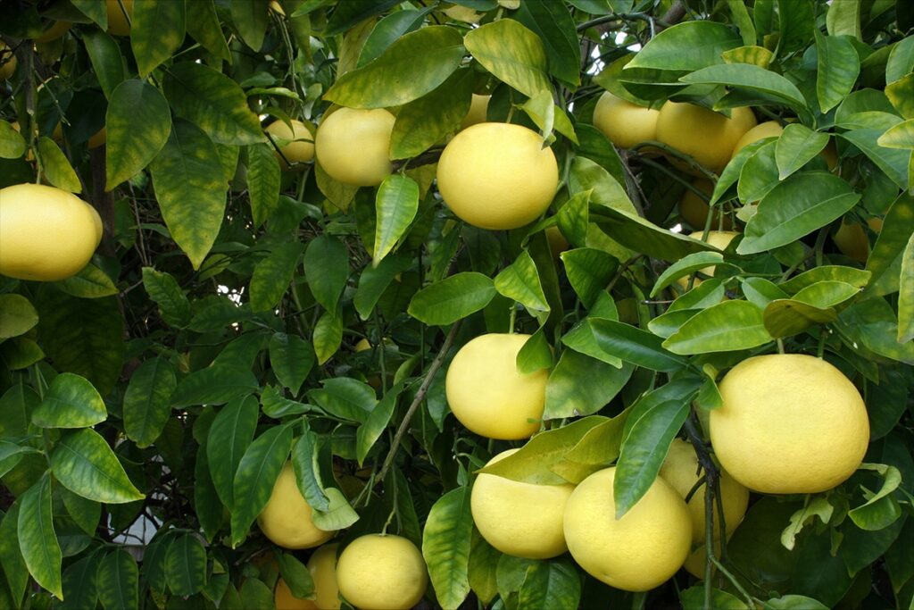 Growing Grapefruit at Home Photo Plant Zone Direct